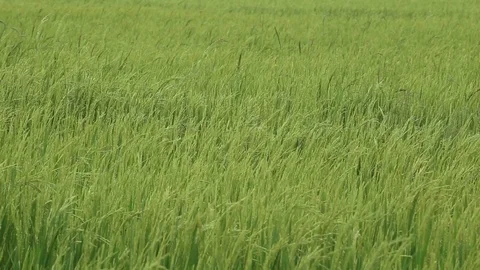 Rice fields  Stock Footage 117743625