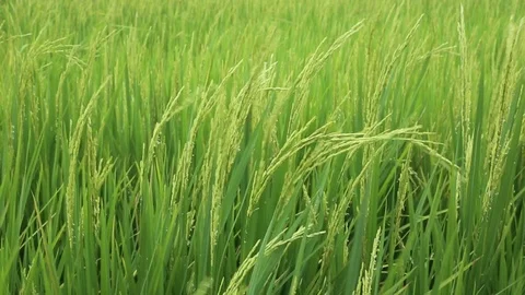 Rice fields  Stock Footage 117743676