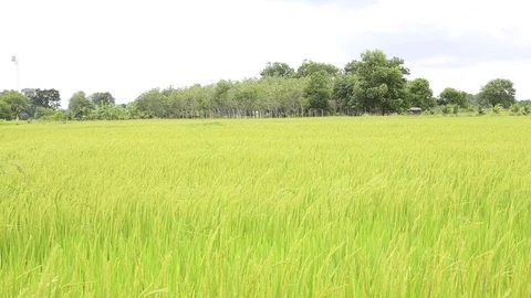 Rice fields  Stock Footage 117743737