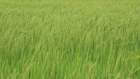 Rice fields  Stock Footage 117743827
