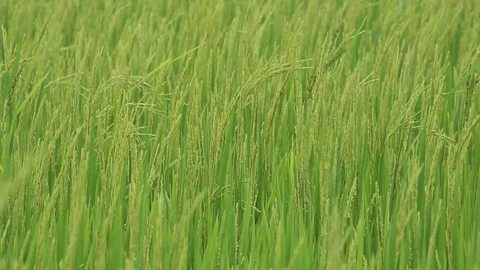 Rice fields  Stock Footage 117743891