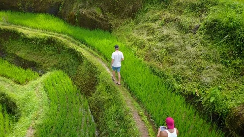 Rice Fields Video stock 120682450