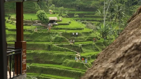 Rice fields Stock Footage 127371849