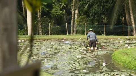Rice fields Stock-Footage 127371861