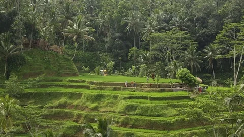 Rice fields Stock-Footage 127371868