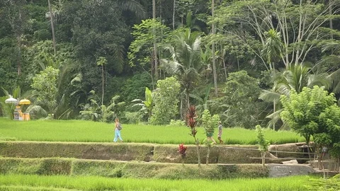 Rice fields Stock-Footage 127371930