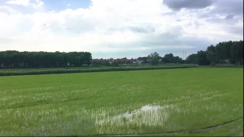 Rice fields Stock Footage 155455974