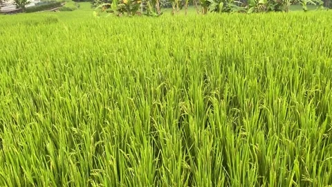 Rice fields Stock Footage 156368273