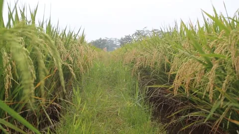 Rice fields 動画素材 172203972