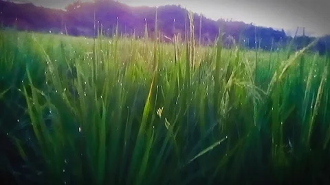 Rice fields 库存影片 172384969
