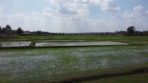 Rice fields Stock Footage 188661222