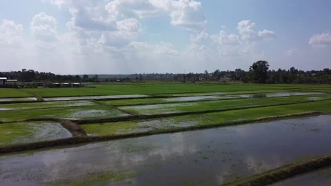 Rice fields Stock Footage 188663246