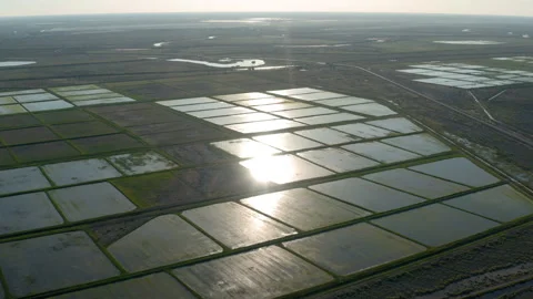 Rice fields Video stock 196794569