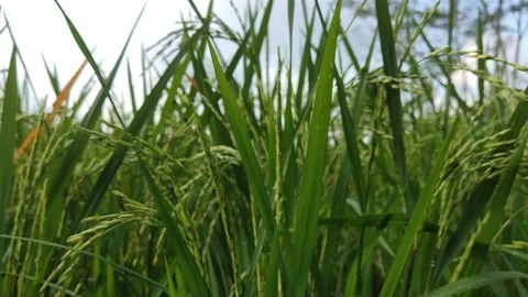 Rice Fields Stock Footage 198243649