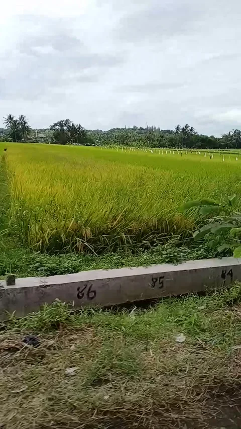 Rice fields 動画素材 205445759
