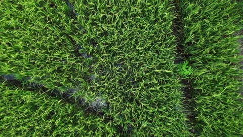 Rice fields Stock Footage 205781082