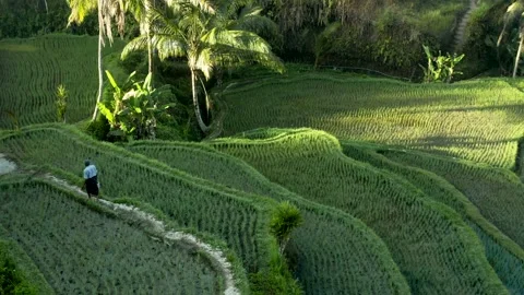 Rice fields Vídeos de archivo 212526035