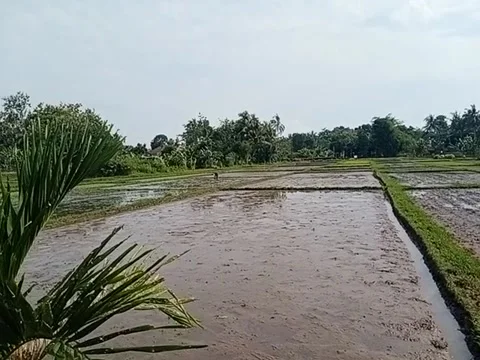 Rice Fields Stockbeeldmateriaal 218936326