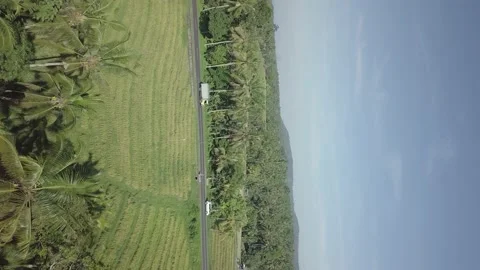 Rice fields Stock-Footage 219013407
