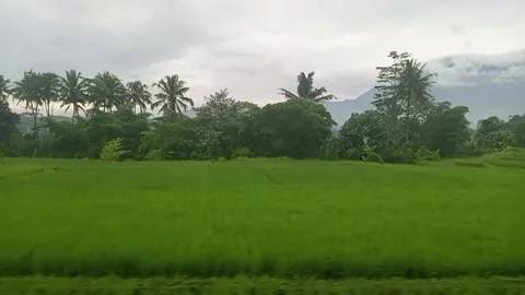 Rice fields Stock Footage 226893408