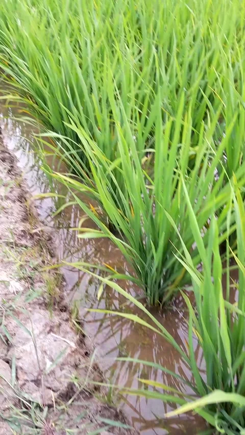 Rice fields Video stock 231117959