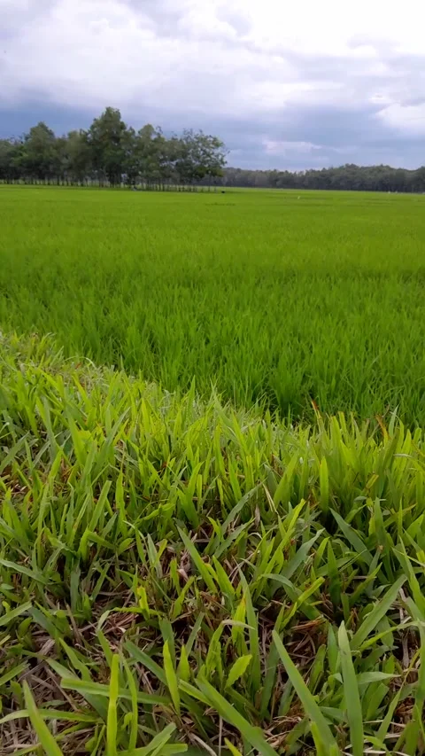 Rice fields Video stock 231118014