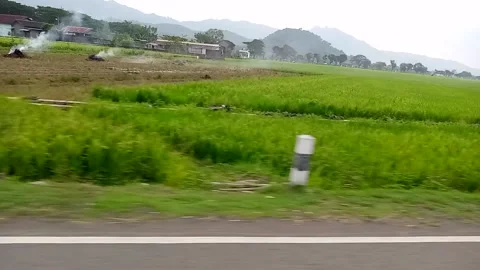 Rice fields Stock Footage 237138885