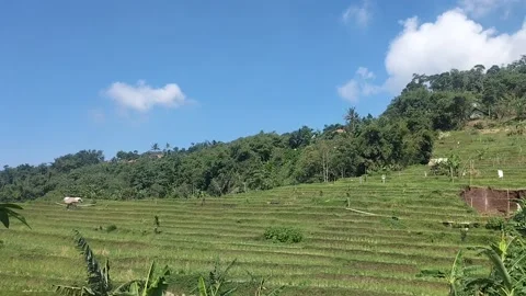 Rice fields Stock Footage 239344604