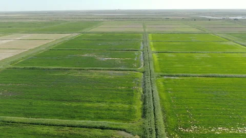 Rice fields 스톡 동영상 240116658