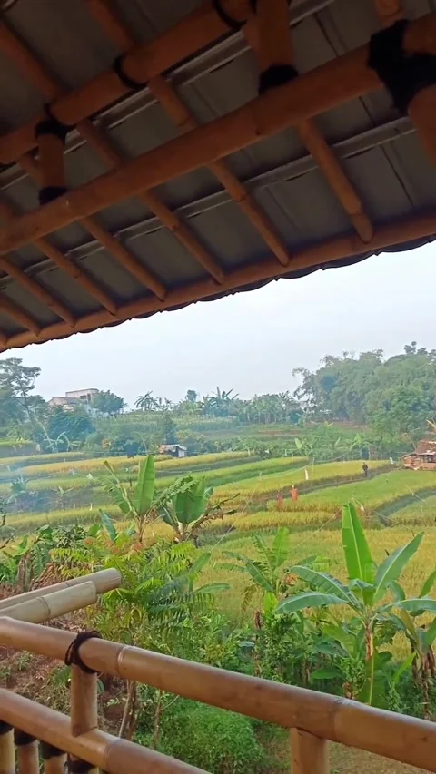 Rice fields Video stock 242774362