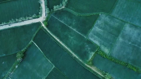 Rice Fields Stock Footage 246794333