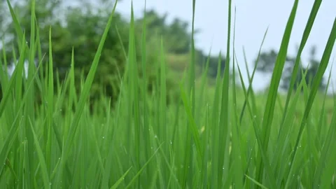 Rice fields. Stock Footage 253554511
