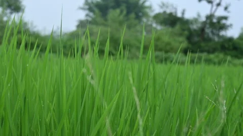 Rice fields. Видео 254008393