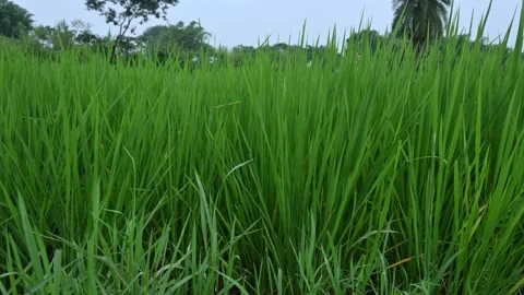 Rice fields. Stockbeeldmateriaal 254008641