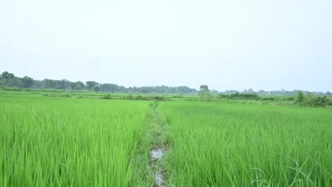 Rice fields. Stockbeeldmateriaal 254059685
