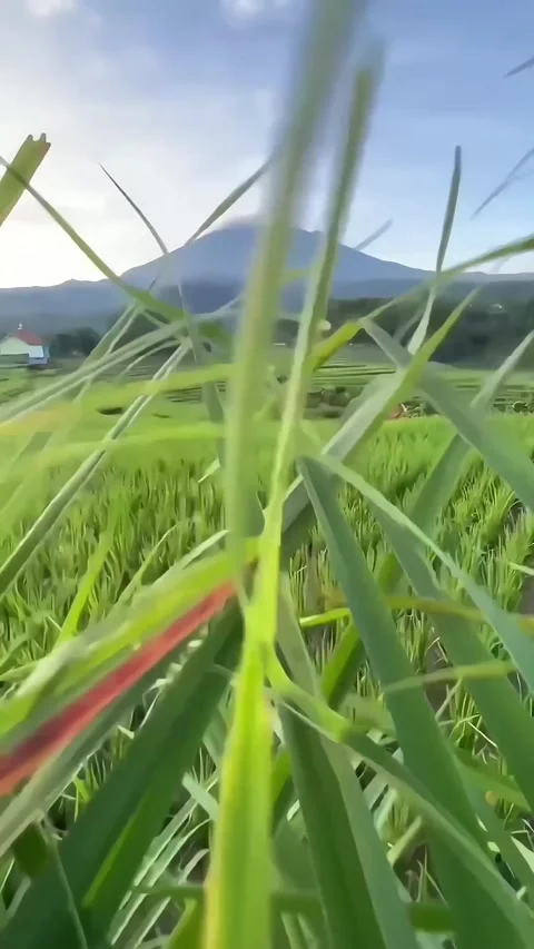 Rice fields Video stock 254897079