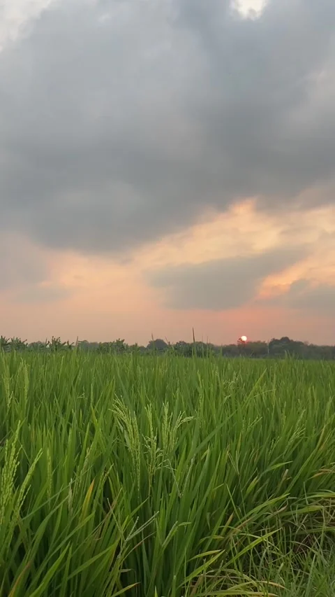 Rice fields Vídeos de archivo 279934335