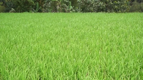 Rice fields Stock Footage 282636980
