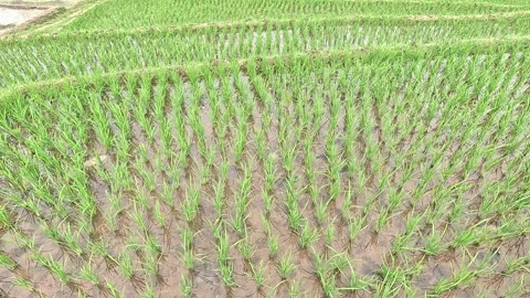 Rice fields Stock Footage 286797501
