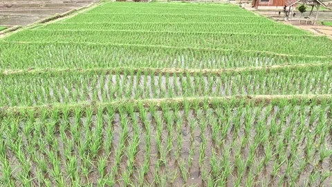 Rice fields Stock Footage 286797536