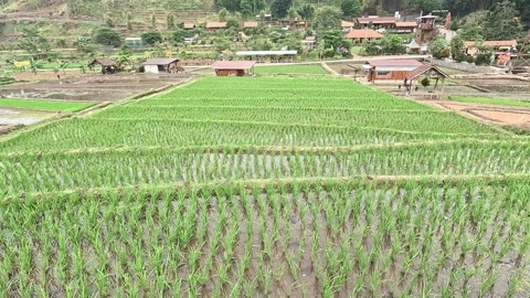 Rice fields Stock Footage 286797538