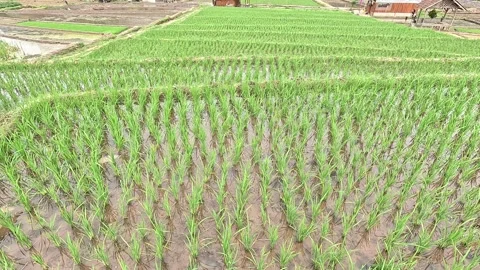 Rice fields Stock Footage 286797563