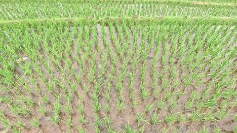 Rice fields Stock Footage 286797564