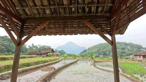 Rice fields Stock Footage 286797900