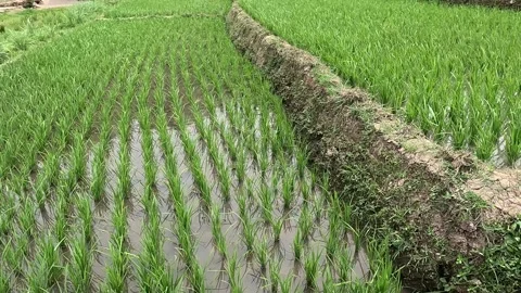 Rice fields Stock Footage 286804304