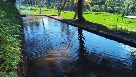 RICE FIELDS Stock Footage 288213945