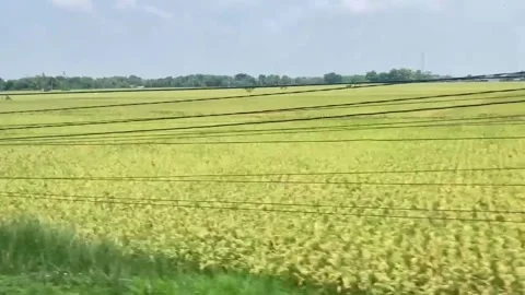 Rice Fields Stock Footage 306714082