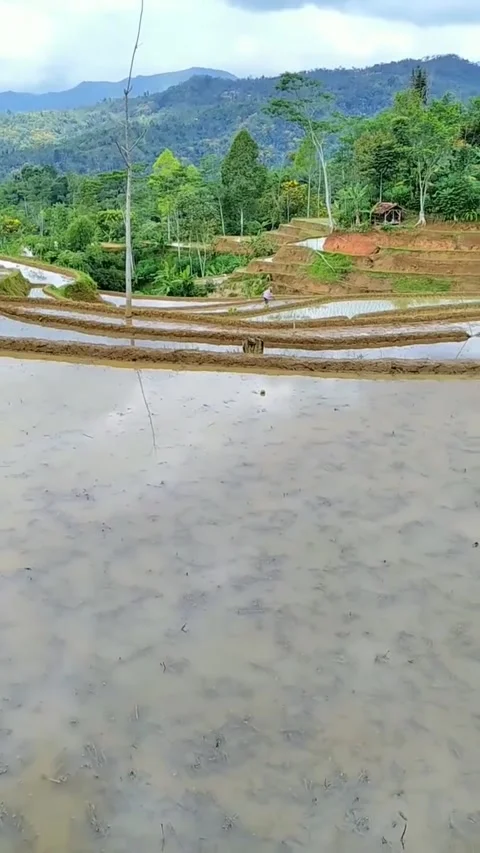 Rice fields Stock Footage 307255467