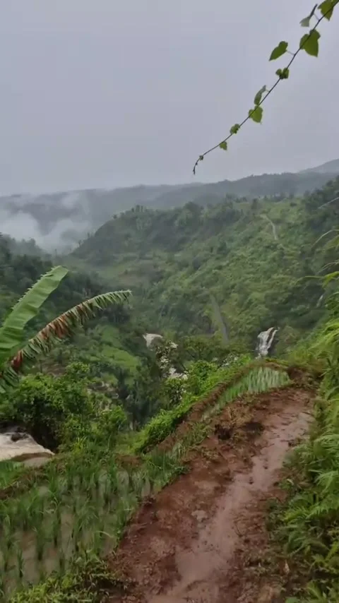 Rice fields Stock Footage 307381188