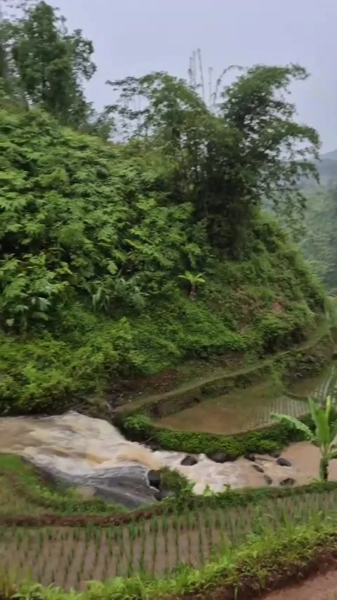 Rice fields Stock Footage 307381210